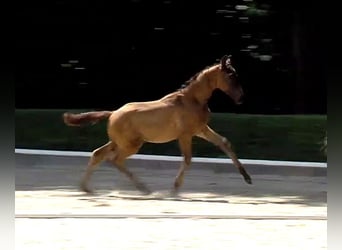 Oldenburg, Stallion, Foal (04/2026), Bay-Dark