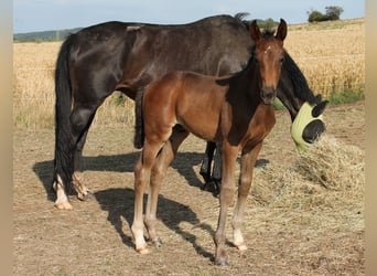 Oldenburg, Stallion, , Bay-Dark