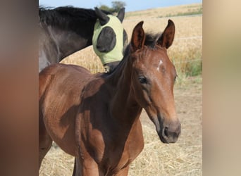 Oldenburg, Stallion, , Bay-Dark