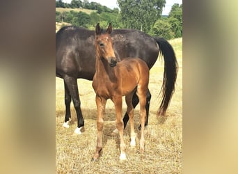 Oldenburg, Stallion, Foal (06/2025), Bay-Dark
