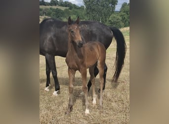 Oldenburg, Stallion, , Bay-Dark