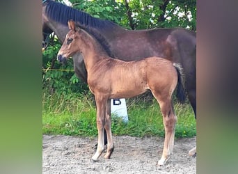Oldenburg, Stallion, , Bay-Dark