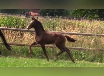 Oldenburg, Stallion, Foal (04/2026), Bay-Dark
