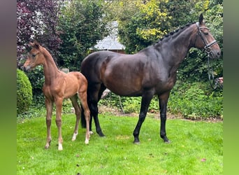 Oldenburg, Stallion, Foal (05/2024), Bay-Dark