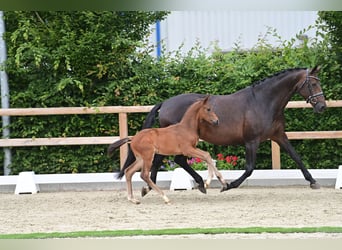 Oldenburg, Stallion, Foal (05/2024), Bay-Dark