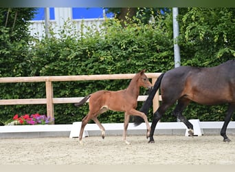 Oldenburg, Stallion, Foal (05/2024), Bay-Dark