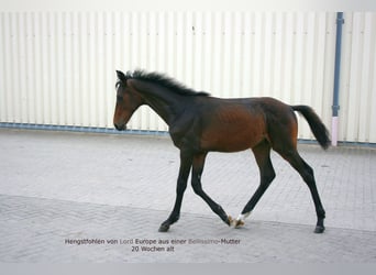 Oldenburg, Stallion, Foal (02/2023), Bay-Dark