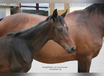 Oldenburg, Stallion, Foal (02/2023), Bay-Dark