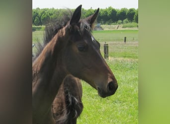 Oldenburg, Stallion, Foal (02/2023), Bay-Dark
