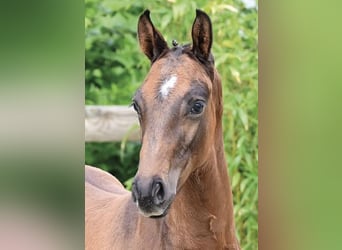 Oldenburg, Stallion, Foal (02/2026), Bay-Dark
