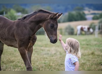 Oldenburg, Stallion, Foal (05/2025), Bay-Dark