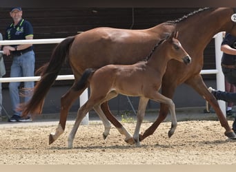 Oldenburg, Stallion, Foal (05/2024), Bay-Dark