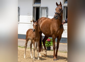 Oldenburg, Stallion, Foal (05/2024), Bay-Dark