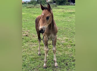 Oldenburg, Stallion, Foal (05/2025), Bay-Dark