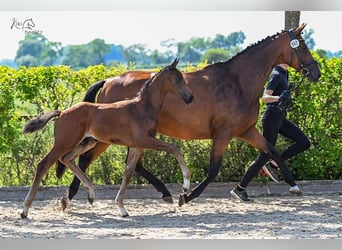 Oldenburg, Stallion, , Bay-Dark
