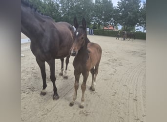 Oldenburg, Stallion, Foal (05/2026), Bay-Dark