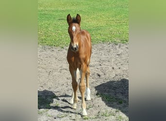 Oldenburg, Stallion, Foal (05/2026), Bay-Dark