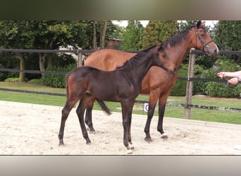 Oldenburg, Stallion, Foal (06/2023), Bay-Dark