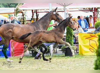 Oldenburg, Stallion, Foal (05/2025), Bay-Dark