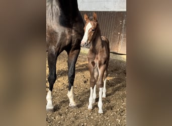 Oldenburg, Stallion, , Bay-Dark