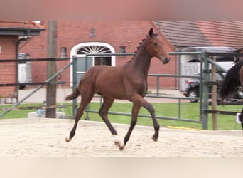 Oldenburg, Stallion, Foal (03/2023), Bay-Dark