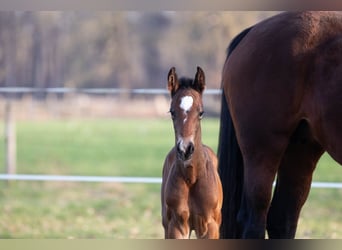 Oldenburg, Stallion, Foal (03/2026), Bay-Dark