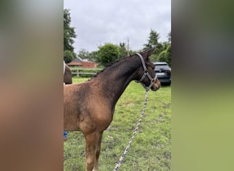 Oldenburg, Stallion, Foal (04/2024), Bay-Dark