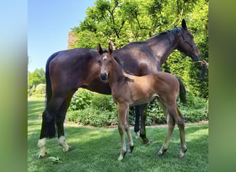 Oldenburg, Stallion, Foal (05/2023), Bay-Dark