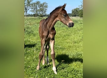 Oldenburg, Stallion, Foal (04/2026), Bay-Dark