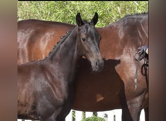 Oldenburg Mix, Stallion, Foal (05/2026), Bay-Dark