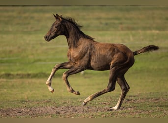 Oldenburg, Stallion, Foal (06/2026), Bay-Dark