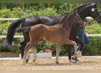 Oldenburg, Stallion, Foal (04/2024), Bay-Dark