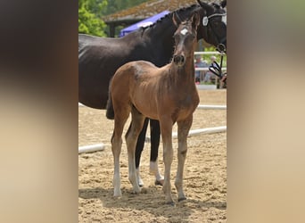 Oldenburg, Stallion, Foal (04/2024), Bay-Dark