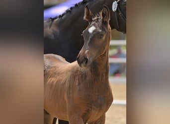 Oldenburg, Stallion, Foal (04/2024), Bay-Dark