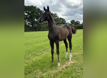 Oldenburg, Stallion, Foal (05/2025), Black