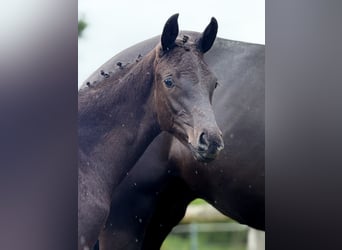 Oldenburg, Stallion, , Black