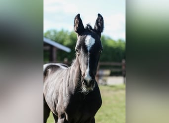 Oldenburg, Stallion, , Black