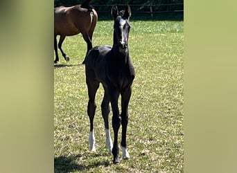 Oldenburg, Stallion, , Black