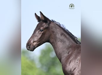 Oldenburg, Stallion, Foal (05/2026), Black