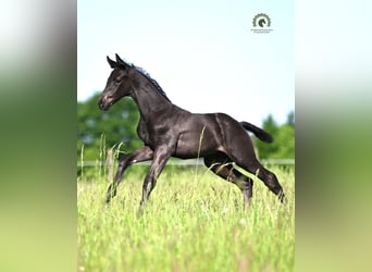 Oldenburg, Stallion, Foal (05/2026), Black