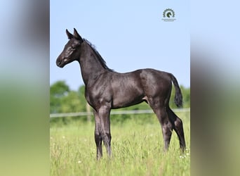 Oldenburg, Stallion, Foal (05/2026), Black