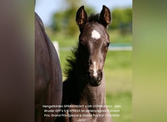 Oldenburg, Stallion, Foal (04/2025), Black