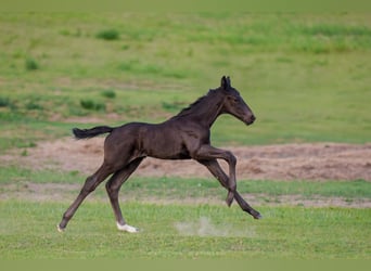 Oldenburg, Stallion, Foal (05/2026), Black