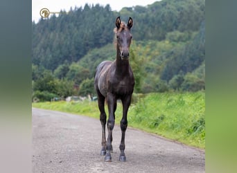 Oldenburg, Stallion, Foal (04/2023), Black