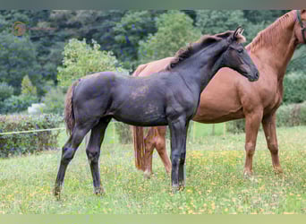 Oldenburg, Stallion, Foal (04/2023), Black