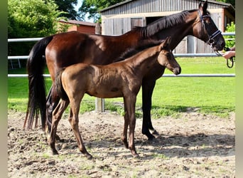 Oldenburg, Stallion, Foal (05/2025), Black