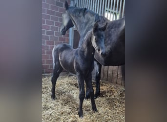 Oldenburg, Stallion, , Black
