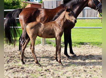 Oldenburg, Stallion, Foal (05/2025), Black