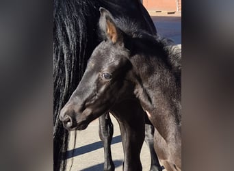Oldenburg, Stallion, , Black