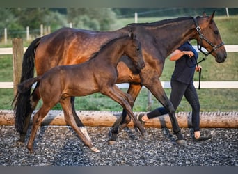 Oldenburg, Stallion, Foal (05/2025), Black
